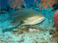   leopard shark taken almost end dive Similan Island phuket  